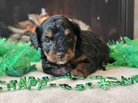 Ellie, a female Miniature Aussiedoodle for sale in Boyden, IA – Photo 8 of 10