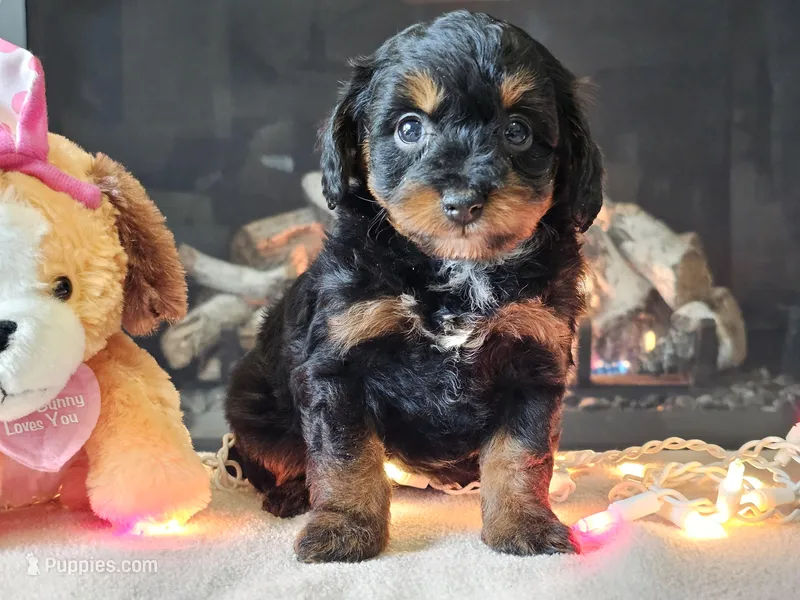 Ellie – Miniature Aussiedoodle puppy for sale in Boyden, IA