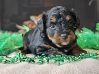Ellie, a female Miniature Aussiedoodle for sale in Boyden, IA – Photo 2 of 10