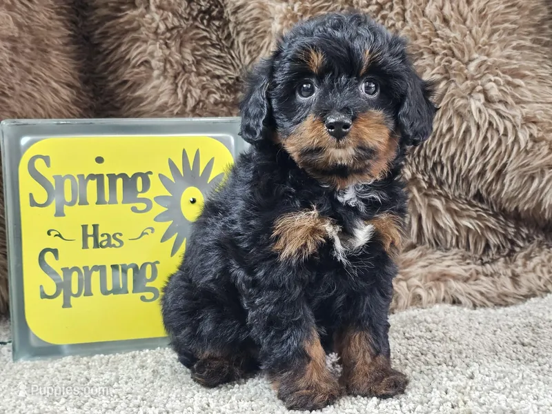 Ellie – Miniature Aussiedoodle puppy for sale in Boyden, IA