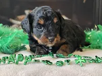 Ellie, a female Miniature Aussiedoodle for sale in Boyden, IA – Photo 9 of 10