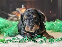 Ellie, a female Miniature Aussiedoodle for sale in Boyden, IA – Photo 3 of 10