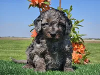 Janko, a male Miniature Aussiedoodle for sale in Boyden, IA – 7 of 10