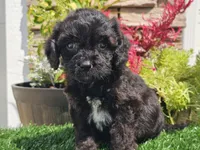 Grady, a male Cavapoo for sale in Boyden, IA – 3 of 10