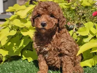 Prada, a female Poodle - Miniature  for sale in Boyden, IA – 2 of 10