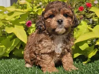 Noah, a male Shihpoo for sale in Boyden, IA – 9 of 10