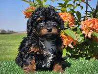 Jeska, a female Miniature Aussiedoodle for sale in Boyden, IA – 4 of 10