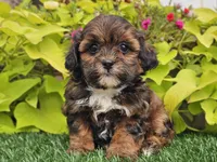 Nori, a female Shihpoo for sale in Boyden, IA – 2 of 10