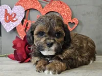 processed/b2c8a5ab-a85d-4975-92e4-a70215ce169d/listing/39f1fa97-9e76-4561-8b51-5825823631fd/e380d657-9c78-4219-b9d3-710d072d3e55