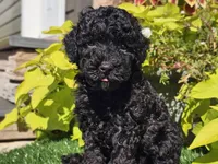 Panda, a male Poodle - Miniature  for sale in Boyden, IA – 7 of 10