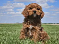 Monty, a male Cavapoo for sale in Boyden, IA – 2 of 10