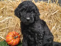 Sage, a female Goldendoodle for sale in Boyden, IA – 3 of 10