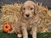 Silas, a male Goldendoodle for sale in Boyden, IA – 8 of 10