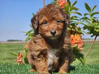 Jimmy, a male Miniature Aussiedoodle for sale in Boyden, IA – 3 of 10