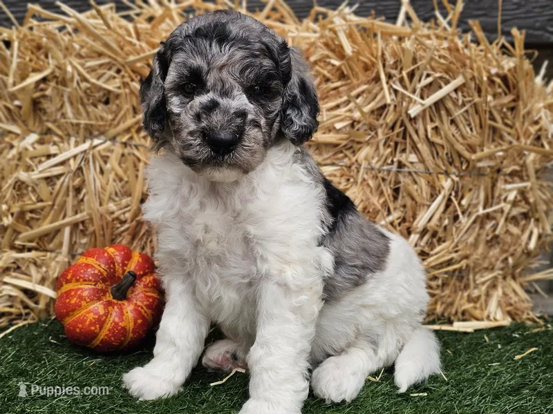 Snoopy – Goldendoodle puppy for sale in Boyden, IA
