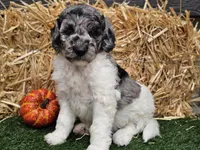 Snoopy, a male Goldendoodle for sale in Boyden, IA – 1 of 10