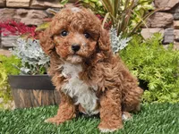 Django, a male Poodle - Miniature  for sale in Boyden, IA – 10 of 10