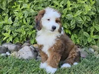Sonic, a male Miniature Bernedoodle for sale in Boyden, IA – 5 of 10