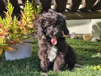 Grady, a male Cavapoo for sale in Boyden, IA – 4 of 10
