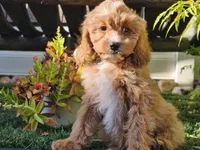 Gideon, a male Cavapoo for sale in Boyden, IA – 4 of 10
