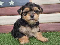 Kala, a female Morkie for sale in Boyden, IA – 3 of 10