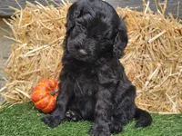 Sheldon, a male Goldendoodle for sale in Boyden, IA – 7 of 10