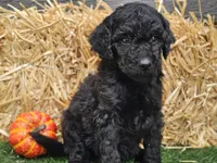 Sage, a female Goldendoodle for sale in Boyden, IA – 8 of 10