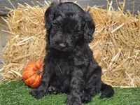 Sheldon, a male Goldendoodle for sale in Boyden, IA – 5 of 10
