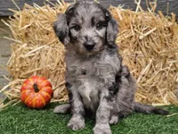 Stetson , a male Goldendoodle for sale in Boyden, IA – 7 of 10