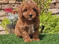 Darius, a male Poodle - Miniature  for sale in Boyden, IA – 5 of 10