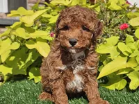 Peanut , a male Poodle - Miniature  for sale in Boyden, IA – 6 of 10