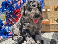 Kyros, a male Bernedoodle for sale in Boyden, IA – 6 of 10
