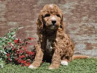 Izzy, a female Goldendoodle for sale in Boyden, IA – Photo 8 of 10