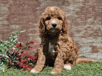 Izzy, a female Goldendoodle for sale in Boyden, IA – Photo 4 of 10
