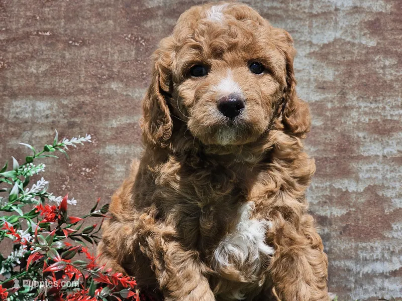 Izzy – Goldendoodle puppy for sale in Boyden, IA
