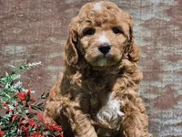 Izzy, a female Goldendoodle for sale in Boyden, IA – Photo 1 of 10