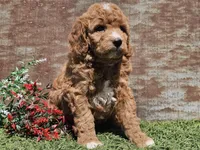 Izzy, a female Goldendoodle for sale in Boyden, IA – Photo 10 of 10