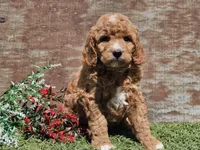 Izzy, a female Goldendoodle for sale in Boyden, IA – Photo 7 of 10