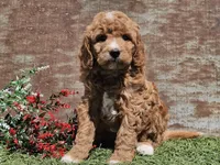 Izzy, a female Goldendoodle for sale in Boyden, IA – Photo 9 of 10