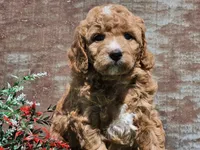 Izzy, a female Goldendoodle for sale in Boyden, IA – Photo 2 of 10
