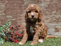 Izzy, a female Goldendoodle for sale in Boyden, IA – Photo 3 of 10