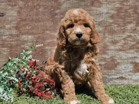 Izzy, a female Goldendoodle for sale in Boyden, IA – Photo 6 of 10