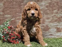 Izzy, a female Goldendoodle for sale in Boyden, IA – Photo 5 of 10