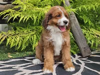 Sailor, a female Miniature Bernedoodle for sale in Boyden, IA – 8 of 9