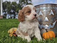 Odie, a male Cavapoo for sale in Boyden, IA – 9 of 10