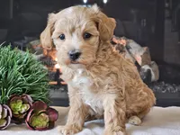 Piko, a male Maltipoo for sale in Boyden, IA – 3 of 10