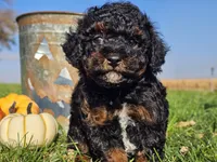 Brandy, a female Havapoo for sale in Boyden, IA – 10 of 10