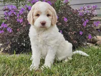 Millie, a female Goldendoodle for sale in Boyden, IA – 4 of 10