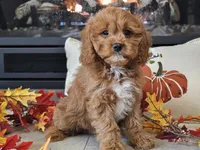 Teeter, a female Cavapoo for sale in Boyden, IA – 7 of 10