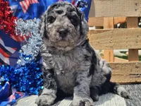 Kyros, a male Bernedoodle for sale in Boyden, IA – 5 of 10
